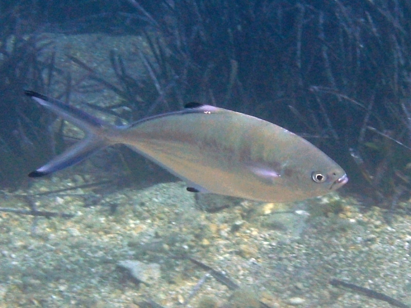 Trachinotus ovatus (Linnaeus, 1758)